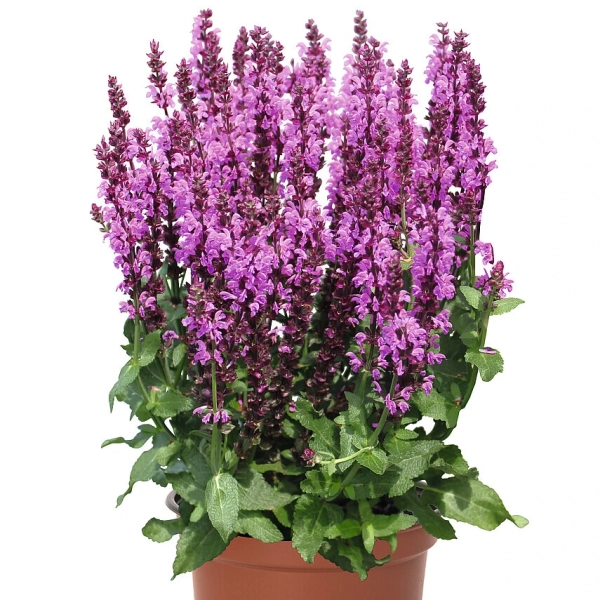 Szałwia omszona 'Royal Magenta'