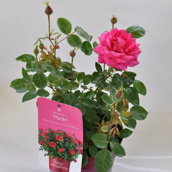 Róża 'Easy Elegance® My Girl' – odporna różowa róża rabatowa, sadzonka