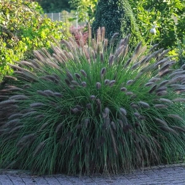 Rozplenica japońska 'Viridescens' – Pennisetum, piórkówka