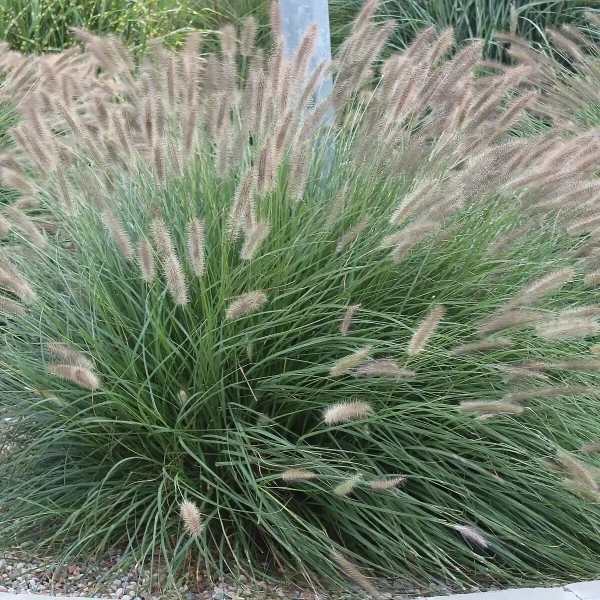 Rozplenica japońska 'Lady U' – Pennisetum, piórkówka