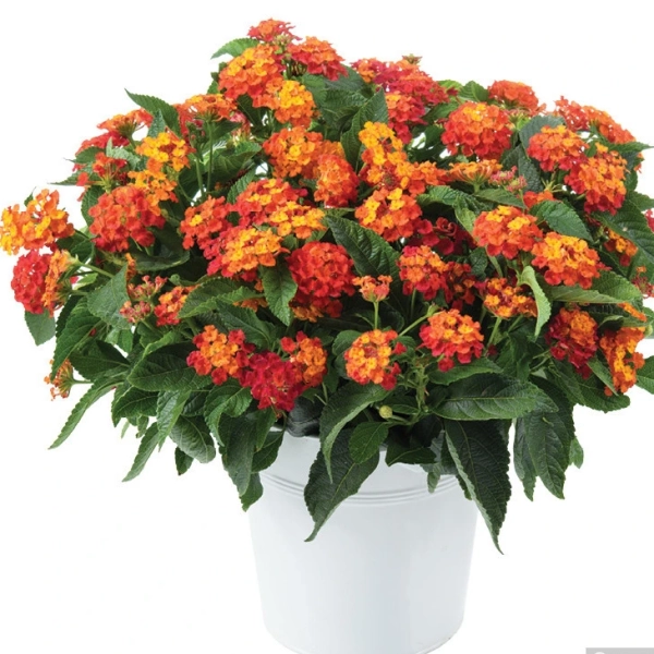 Lantana camara 'Gem™ Ruby'