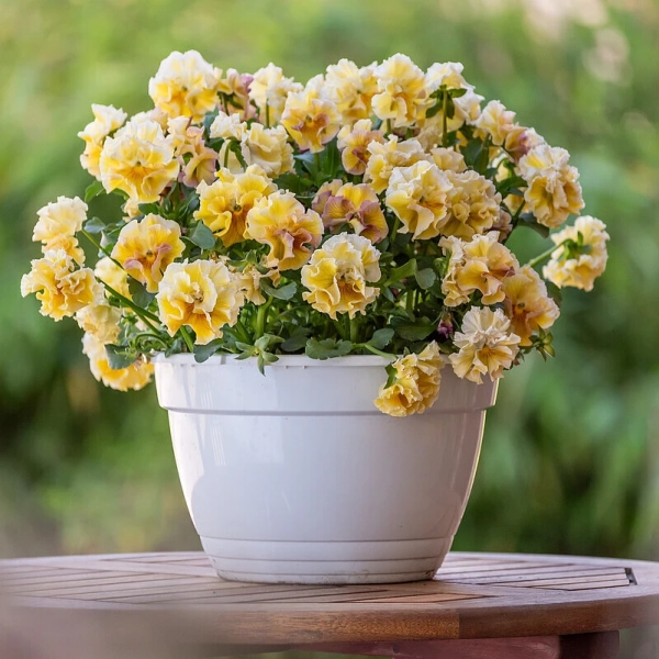 Bratek Ruffles Amber Glow – bratek ogrodowy  bursztynowo-złoty