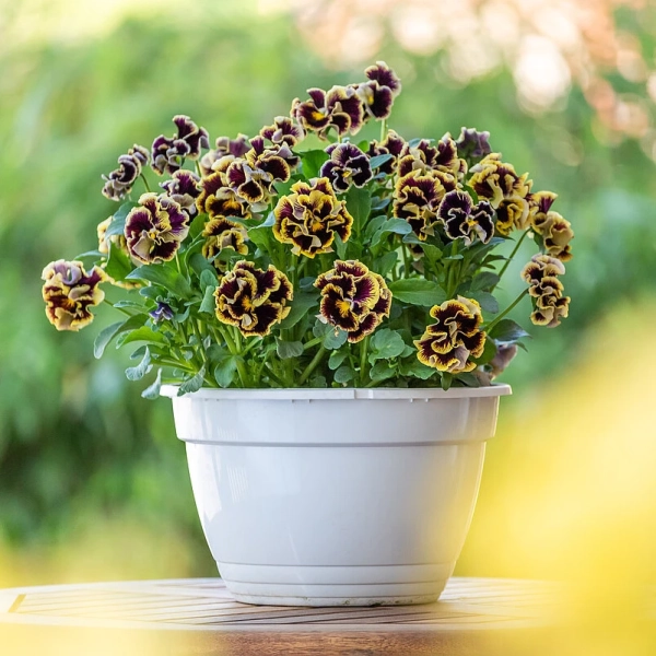 Bratek Ruffles Dark Heart –bratek ogrodowy