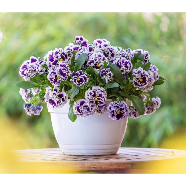 Ruffles Purple White Rim , sadzonka