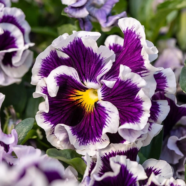 Bratek Purple White Rim – viola ogrodowa o fioletowych kwiatach