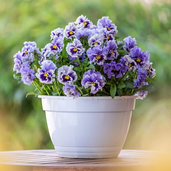 Bratek Ruffles Soft Lavender – sadzonka