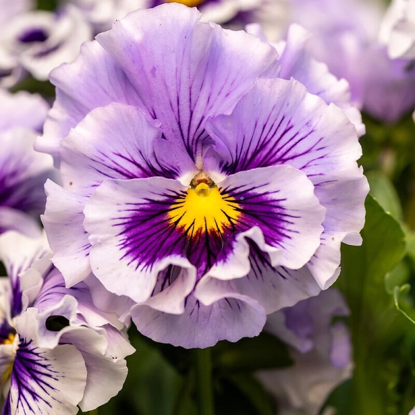 Bratek Ruffles Soft Lavender – bratek ogrodowy