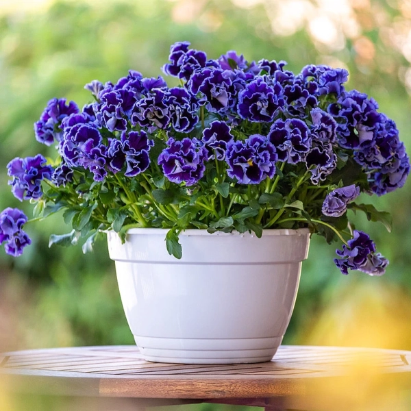 Viola Ruffles Violet Majesty – dekoracyjny bratek z pofalowanymi płatkami w głębokim fiolecie