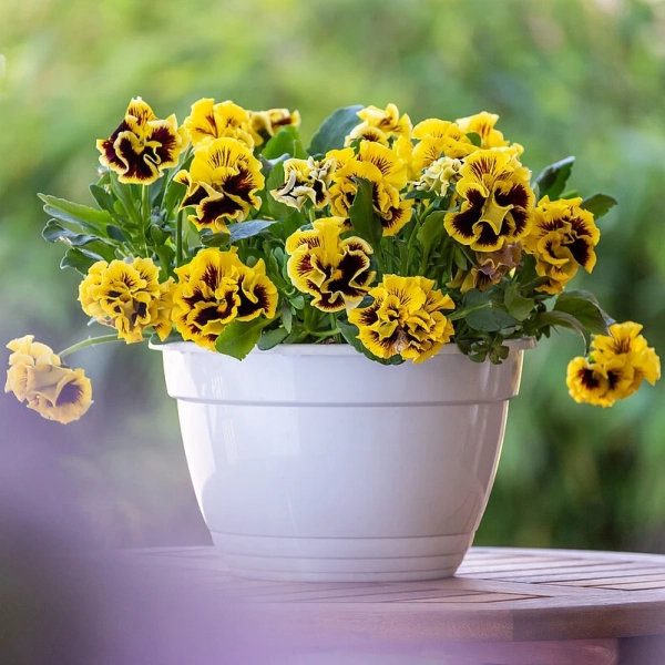 Bratek Ruffles Yellow , sadzonka