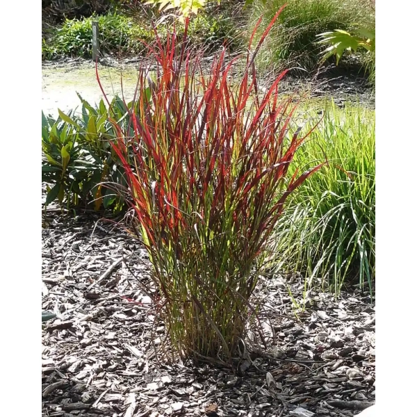 Proso rózgowate 'Sangria'