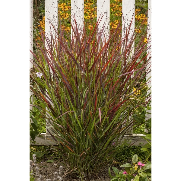 Proso rózgowate 'Sangria' – Panicum virgatum