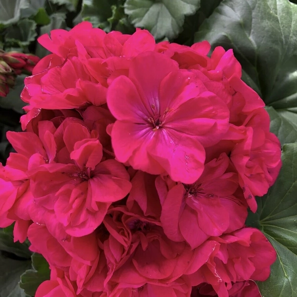 Pelargonia Savannah Blue – lawendowo-niebieskie kwiaty