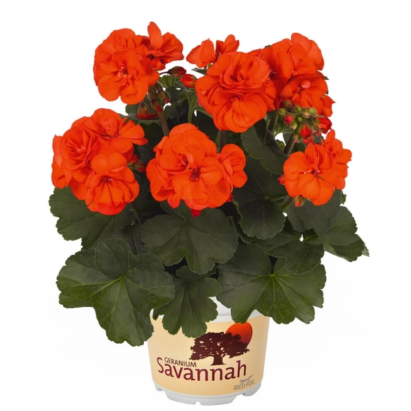 Pelargonia rabatowa Savannah™ Oh So Orange