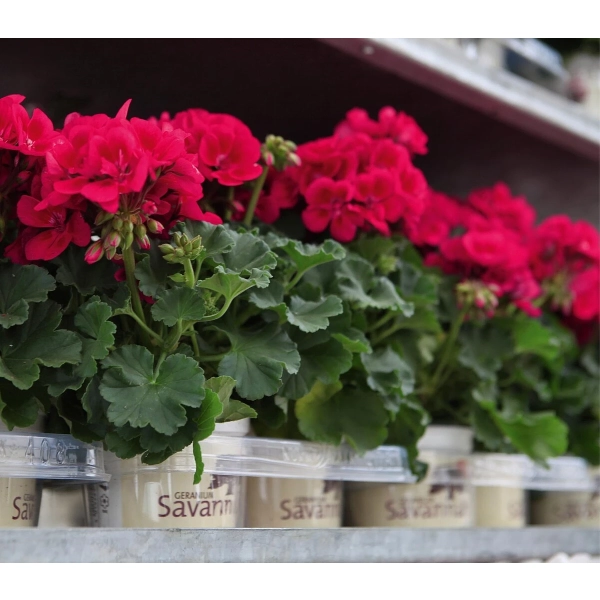 Pelargonia rabatowa Savannah™ Punch Imp.w donicy