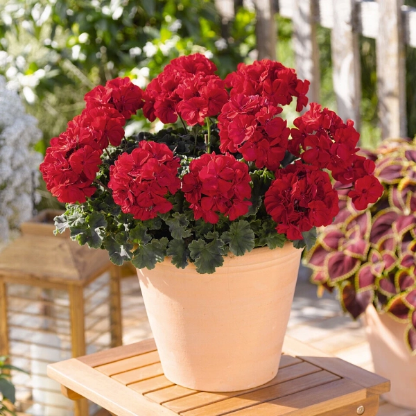 Pelargonia rabatowa Savannah™ Really Red