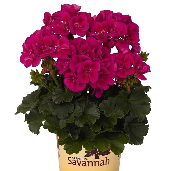 Pelargonia rabatowa Savannah™ TexMex Merlot Sizzle