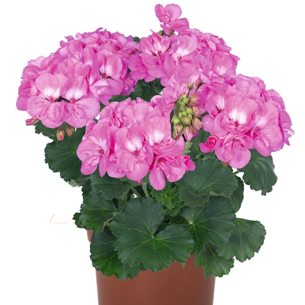 Pelargonia rabatowa Savannah™ True Pink