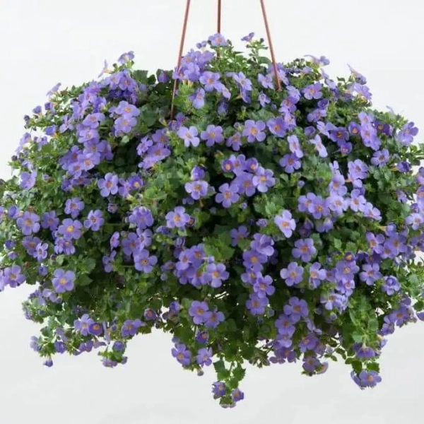 Bacopa Scopia 'Gulliver Blue'