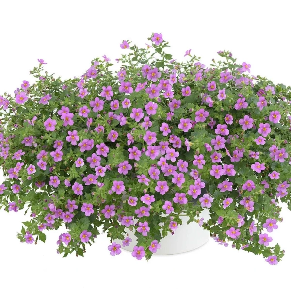 Bacopa Scopia® 'Gulliver Pink' – bakopa, sadzonka