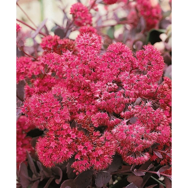 Rozchodnik 'Bertram Anderson' – Sedum, Hylotelephium