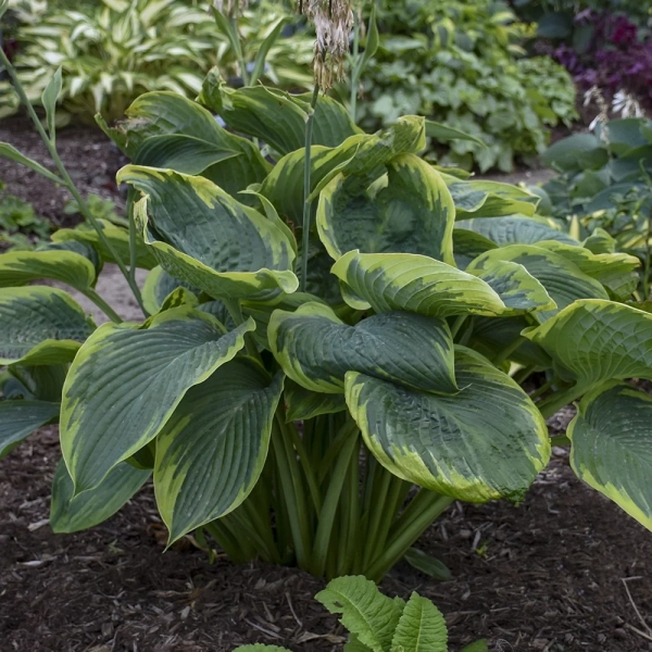 Funkia Shadowland® Giant ‘Wu-La-La’ – olbrzymia hosta, sadzonka