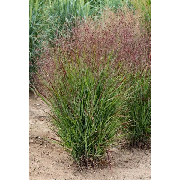 Proso rózgowate 'Sangria' – Panicum virgatum