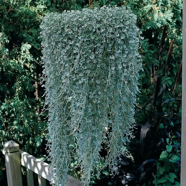 Dichondra argentea 'Silver Falls' – srebrzysta dichondra, sadzonka