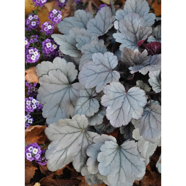Żurawka 'Silver Gumdrop' – Heuchera, sadzonka w doniczce