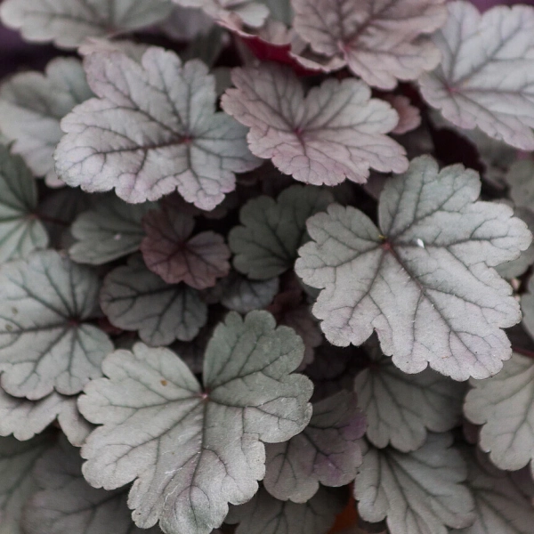 Żurawka 'Silver Gumdrop' – Heuchera, sadzonka