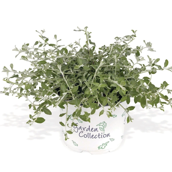 Helichrysum lanatum 'Silverstar – srebrzyste kocanki, sadzonka