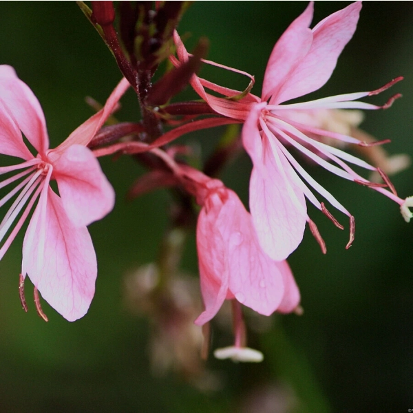 Gaura lindheimeri Siskiyou Pink – zwiewna bylina do ogrodu