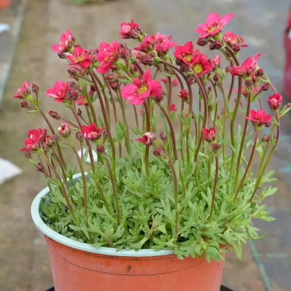 Skalnica Arendsa Alpino Early™ Rose – Saxifraga, sadzonka