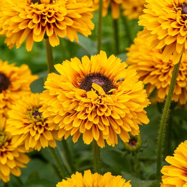Rudbekia owłosiona 'SmileyZ™ Double Kissing' kwiaty