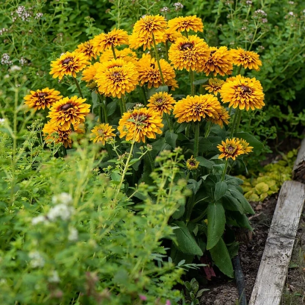 Rudbekia owłosiona 'SmileyZ™ Double Kissing' w ogrodzie