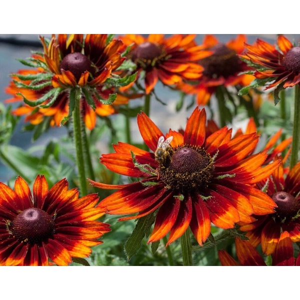 Rudbekia owłosiona 'SmileyZ™ Happy' kwiaty