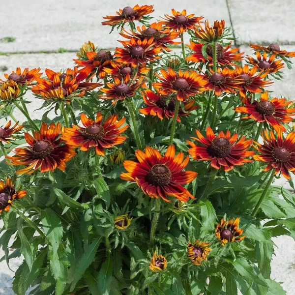 Rudbekia owłosiona 'SmileyZ™ Happy'