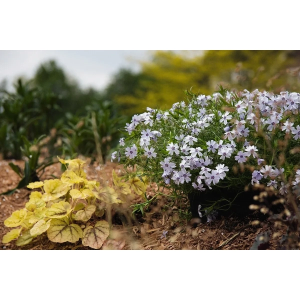 Phlox subulata Spring® Blue w ogrodzie