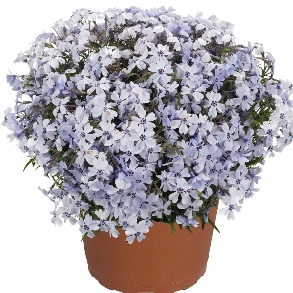 Phlox subulata Spring® Blue