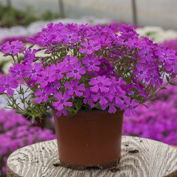 Phlox subulata Spring® Purple w doniczce
