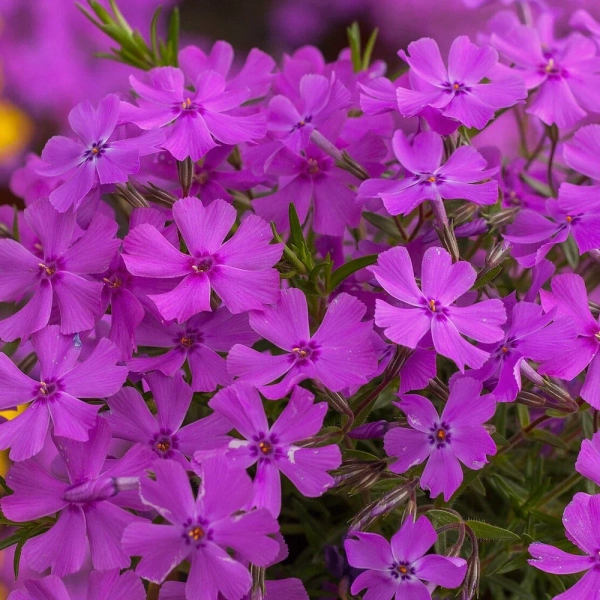 Phlox subulata Spring® Purple
