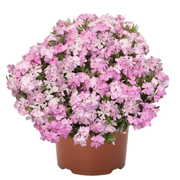 Phlox subulata Spring® Soft Pink