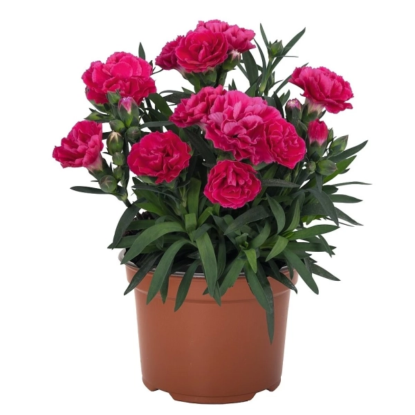 Dianthus Sprint Cherry – niski goździk bylinowy na słoneczne rabat