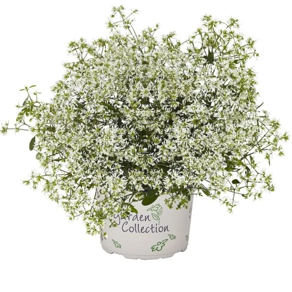 Euphorbia 'Star Dust® Super Flash' – wilczomlecz, sadzonka