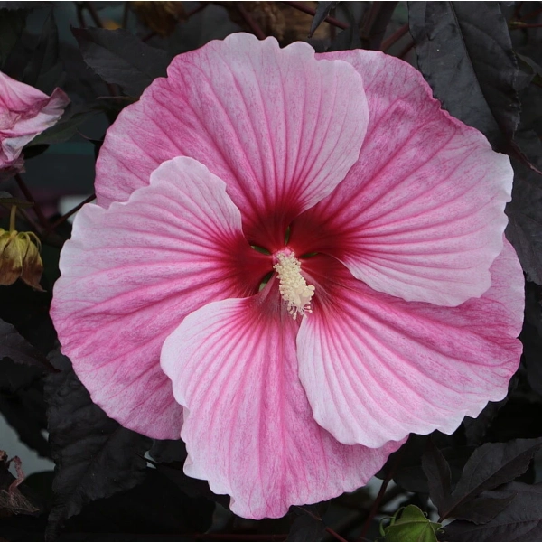 Hibiskus bagienny ‘Starry Night’ – ogromne jasnoróżowe kwiaty sadzonka