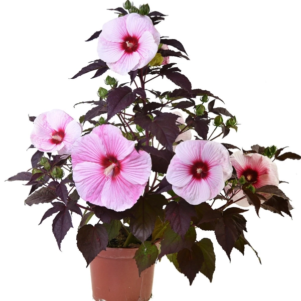 Hibiskus bagienny ‘Starry Night’ – ogromne jasnoróżowe kwiaty