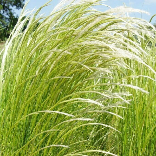 Ostnica Stipa 'ichu' – ostnica peruwiańska, sadzonka