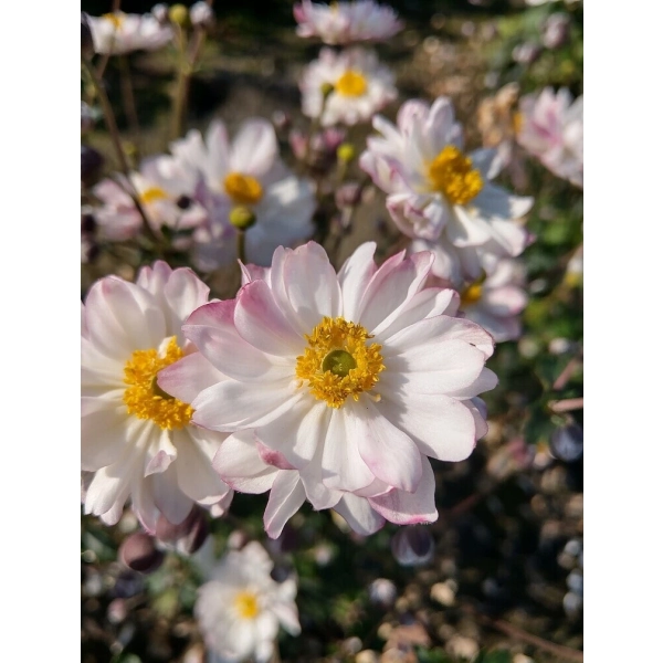 Zawilec mieszańcowy Garden Breeze Pink Touch – Anemone