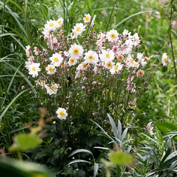 Zawilec mieszańcowy Garden Breeze Pink Touch – Anemone, sadzonka