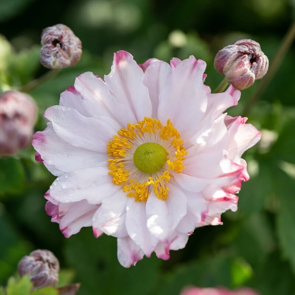Zawilec mieszańcowy Garden Breeze Pink Touch
