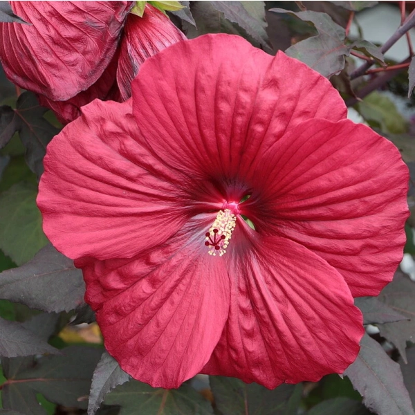 Hibiskus bagienny Summerific® ‘Holy Grail’ – gigantyczne, czerwone kwiaty sadzonka